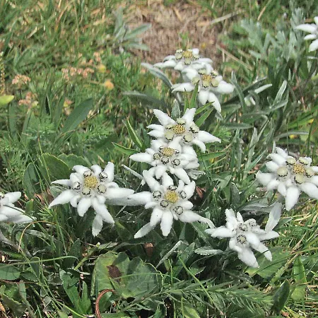 Ravnik Brod 13 Lejlighed Bohinj