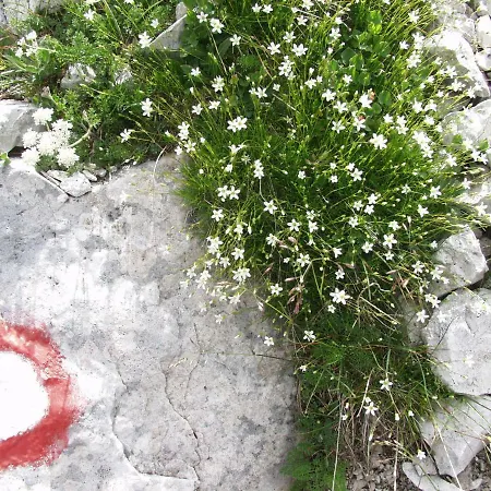 Ravnik Brod 13 Bohinj