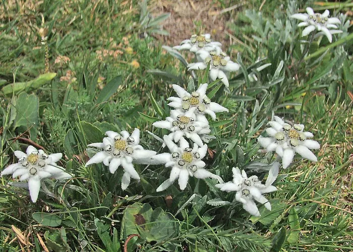 Ravnik Brod 13 Διαμέρισμα Bohinj